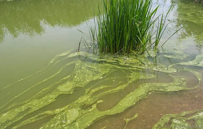 سیانوباکترها می‌توانند بر روی آب شکوفایی‌های سبز را بوجود آورند