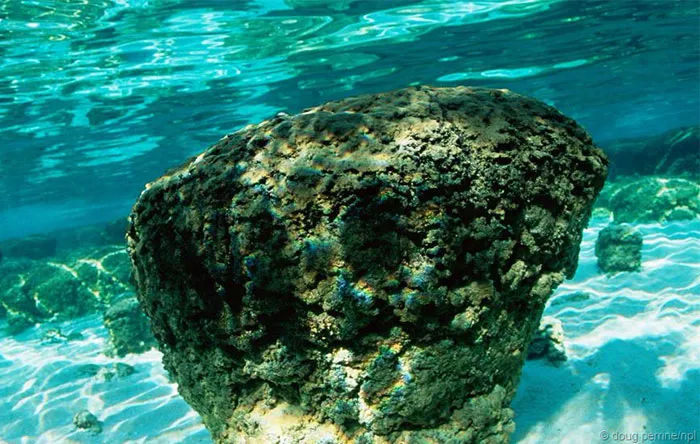 یک استروماتولیت که از لایه‌های شن و پوشش میکروبی پوشیده شده است