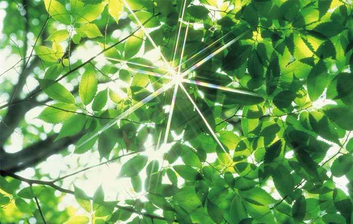 گیاهان سبز با استفاده از نور خورشید، قند تولید می‌کنند. به این عمل، فوتوسنتز می‌گویند