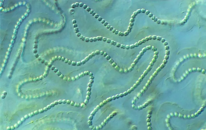 یک سیانوباکتری چند سلولی