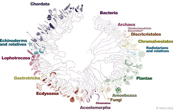 همه‌ی زندگی روی زمین، از باکتری‌ها گرفته تا انسان‌ها در یک خانواده‌ی بزرگ قرار دارند