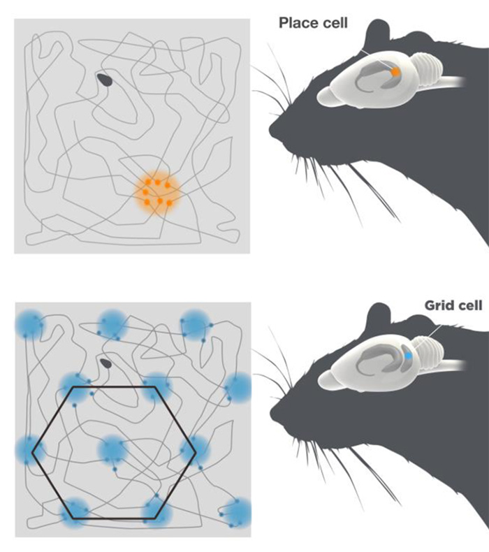 چگونگی جهت یابی موش در دالانهای پیچاپیچ، الگویتحریک پذیری سلوهای شبکه ای و مکانی مغز