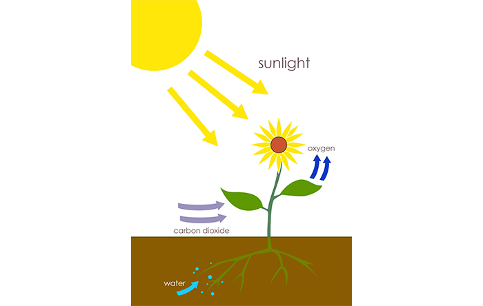 فرایندی در گیاهان، آب و کربن دی‌اکسید به اکسیژن و قند تبدیل می‌شود را فتوسنتز می‌گویند