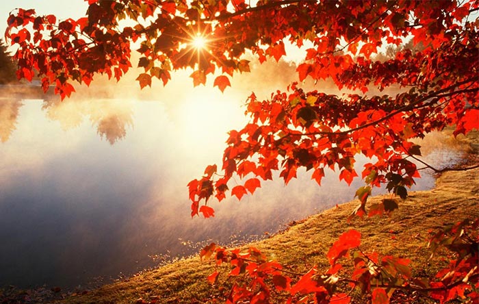از نظر بسیاری زیباترین برگ‌ها آن‌هایی هستند که در پاییز قرمز رنگ می‌شوند.