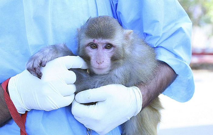 دسامبر سال ۲۰۱۳، ایران میمونی به نام فرگام را به مدار زمین فرستاد و آن را سالم به زمین بازگرداند