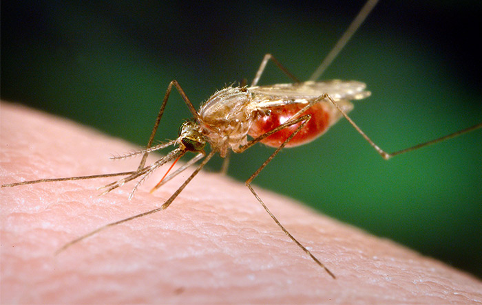 مالاریا یک بیماری عفونیست که در مناطق استوایی بر اثر گزش نوعی پشه منتقل می‌شود و جان میلیون‌ها انسان را تهدید می‌کند