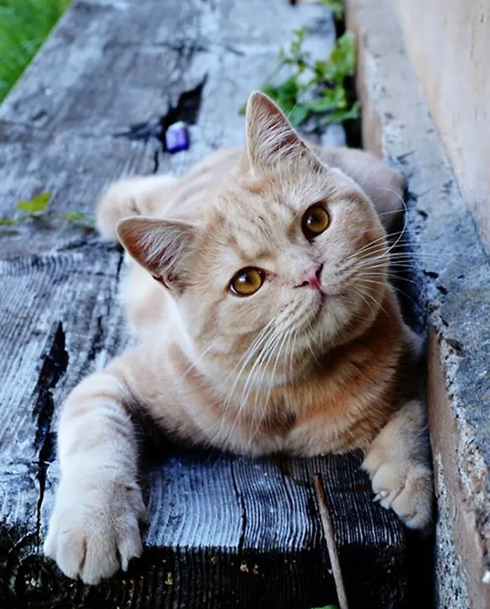 گربه پر انرژی