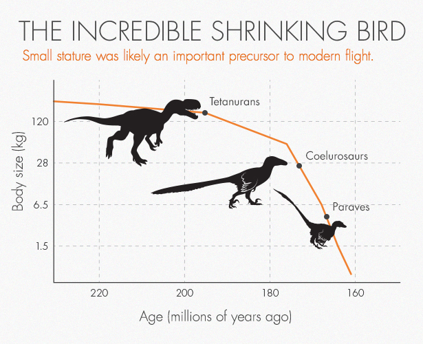 یک گروه از دایناسورها به نام «پاراوس» (Paraves) حدود ۱۶۰ بار سریع‌تر از بزرگ شدن دیگر دایناسورها در حال کوچک شدن بود
