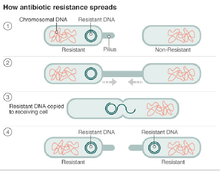 نحوه‌ی انتشار باکتری مقاوم در برابر آنتی بیوتیک 
