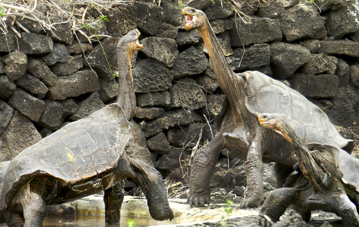 galapagos-george-saddleback-turtle22222