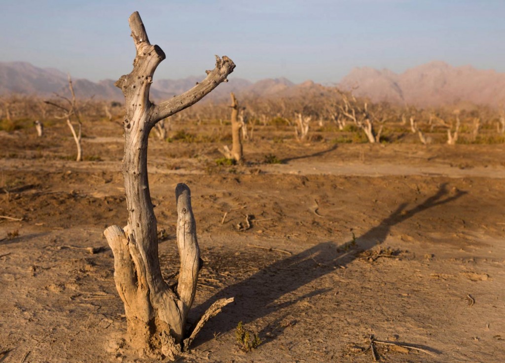 درختان خشک شده‌ی پسته. کشاورزی ۹۰ درصد منابع آب ایران را مصرف می‌کند. عکس از نیوشا توکلیان، نیویورک تایمز