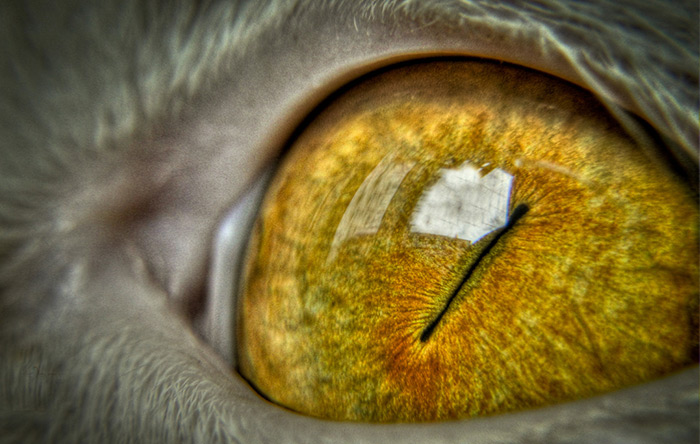 عدسی چشم گربه‌ها از انسان‌ها بزرگتر است ضمناً نور دوبار از شبکیه‌ی چشم گربه‌ها می‌گذرد یعنی شبکیه‌ی آن‌ها دو برابر شانس بیشتری جذب نور را دارد.