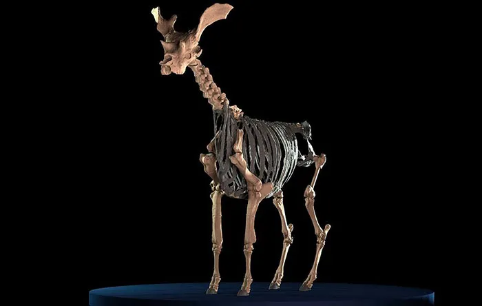 مدل سه بعدی 