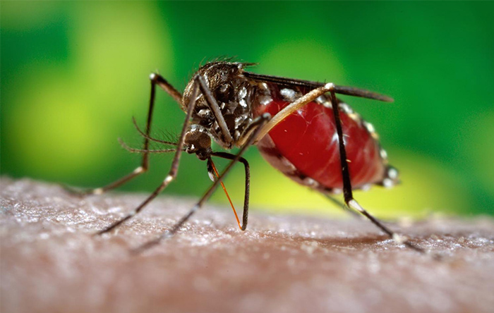 ویروس زیکا از طریق پشه آلوده، به انسان منتقل می‌شود.