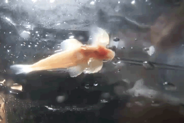 cave fish