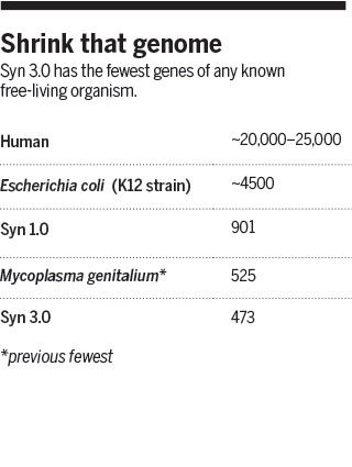 Syn 3.0 فقط ۴۷۳ ژن دارد. این درحالیست که تعداد ژن‌های انسان به ۲۵۰۰۰ می‌رسد.