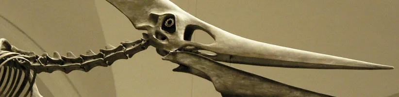 Pteranodon_05