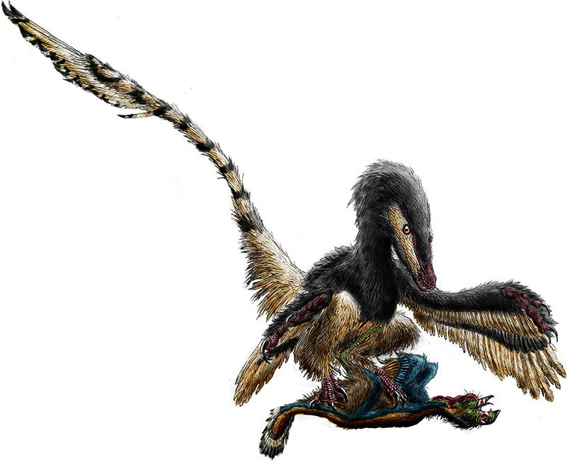 Velociraptor_03