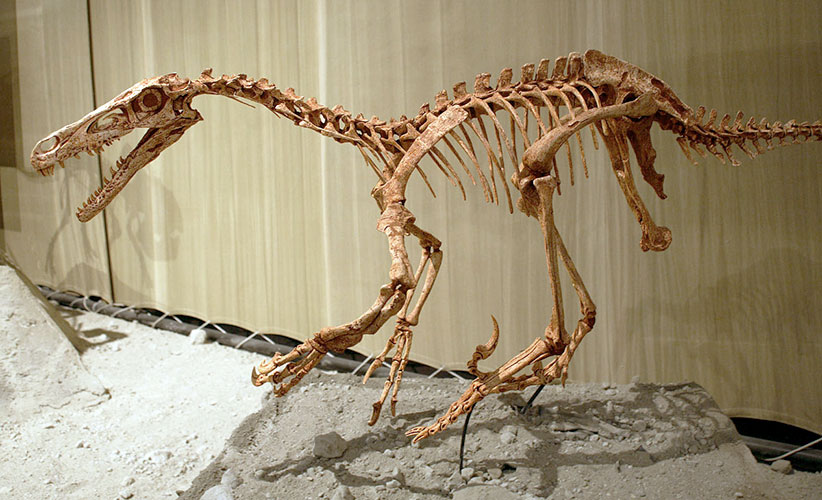 Velociraptor_04