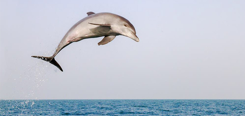 عکسی از دلفین‌های جزیره هنگام