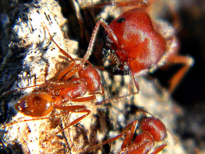 florida-harvester-ant