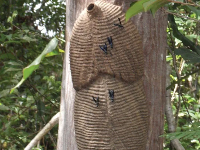 warrior-or-armadillo-wasp