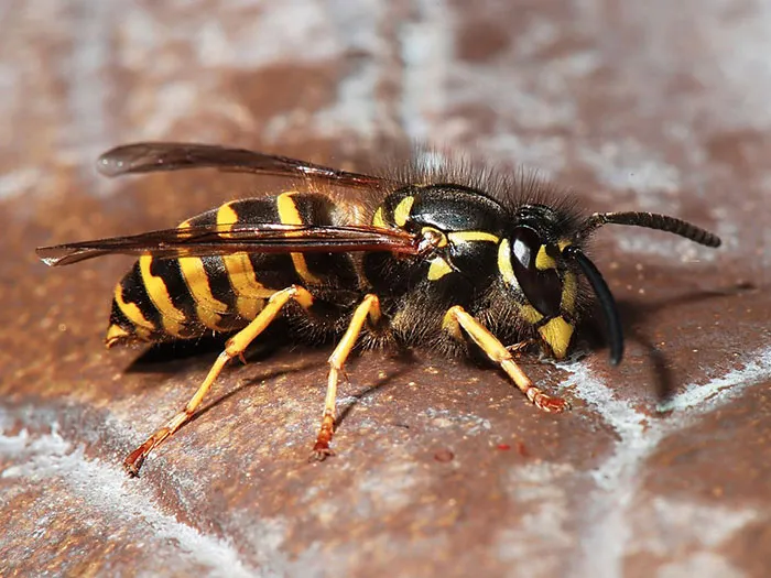 western-yellowjacket