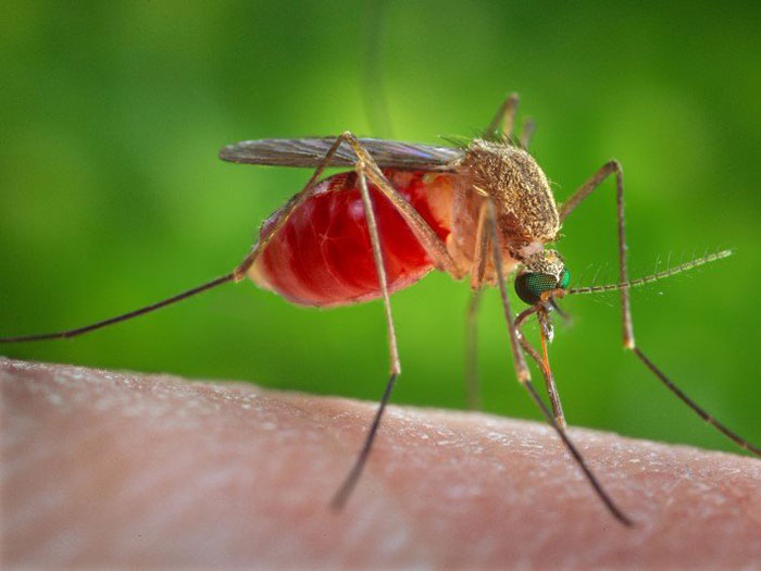 1-mosquitoes-750000-deaths-a-year