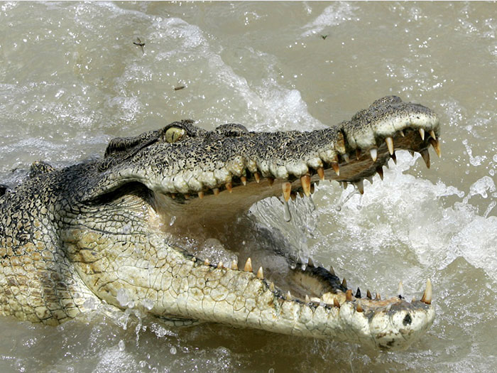 10-crocodiles-1000-deaths-a-year