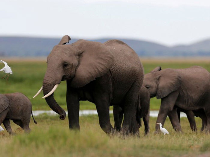 12-elephants-500-deaths-a-year