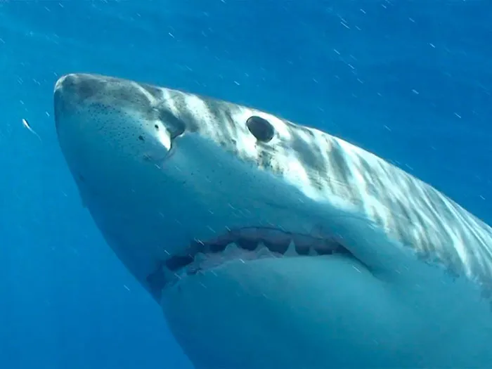 15-sharks-6-deaths-a-year