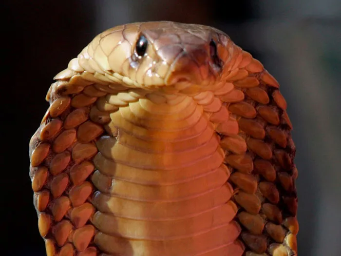 3-snakes-100000-deaths-a-year