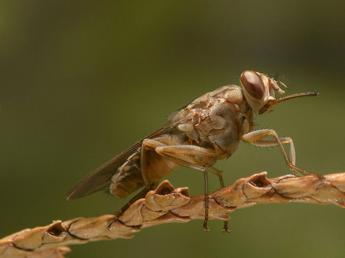 5-tsetse-flies-10000-deaths-a-year