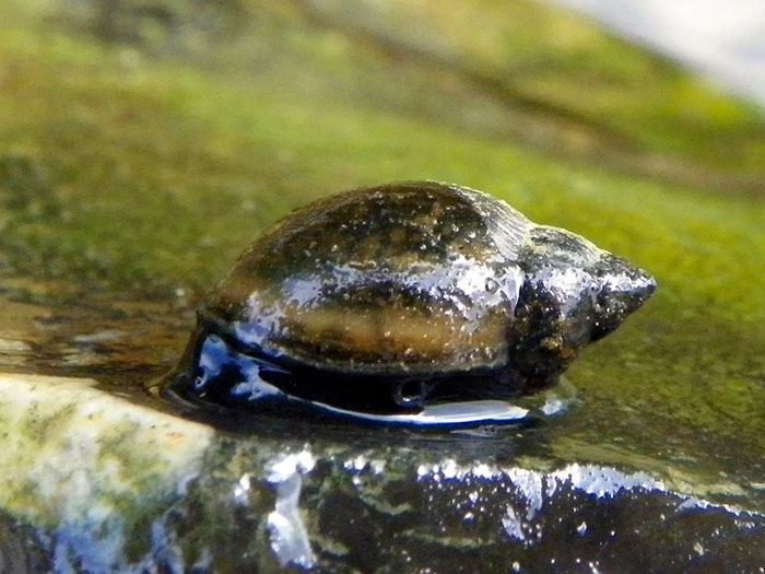 7-freshwater-snails-20000-deaths-a-year