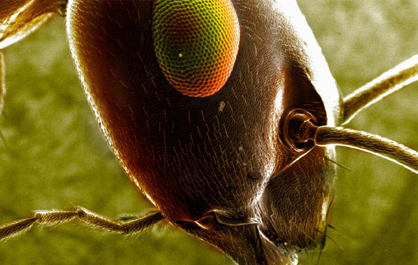 مورچه‌ها به معنی واقعی همه‌جای خشکی‌های زمین هستند. آن‌ها هر میلیمتر از خاک زمین را کنترل می‌کنند.