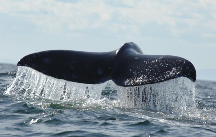 عکس ۶- دم بزرگ نهنگ‌های گوژپشت عامل اصلی تولید انرژی جهت پرش