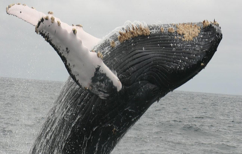 نهنگ‌های گوژپشت، پوست سخت و گره‌داری دارند که باعث می‌شود بتوانند محیط مناسبی را برای رشد انواعی از سخت‌پوستان موسوم به (Barnacle) فراهم کنند.
