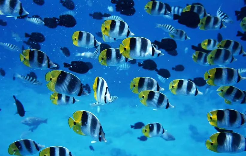 fish-the-sea-animals-iphone-ipad_442345