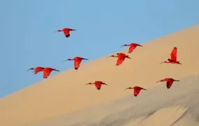 wildlife-photography-of-the-year-2015