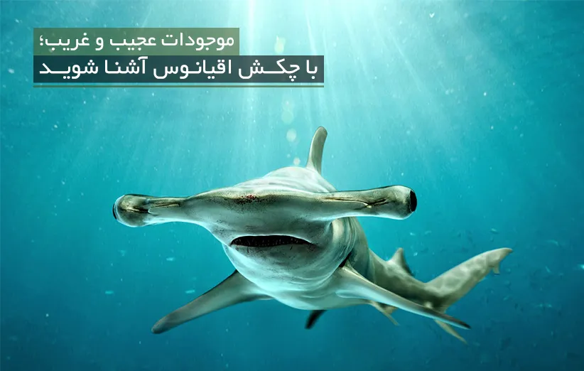 HammerHead_Shark_8221