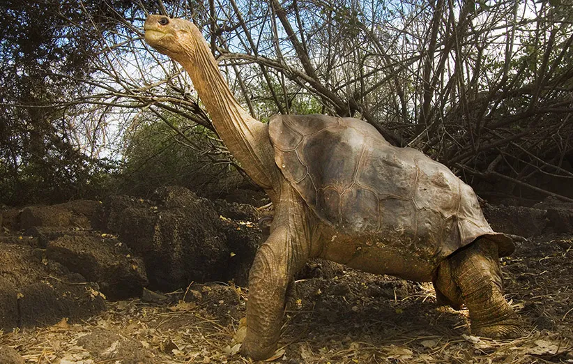 galapagos-george-saddleback-turtle