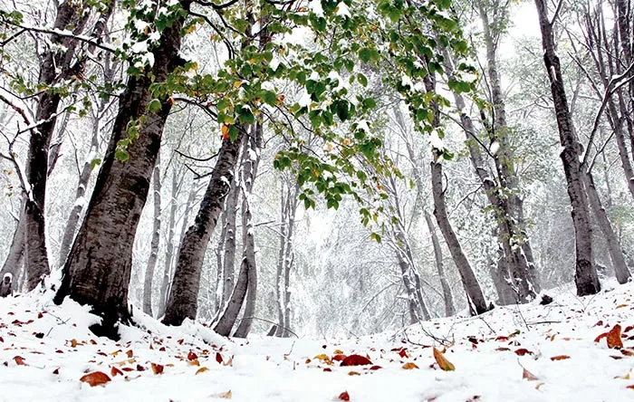 عکس از میثم جهانی