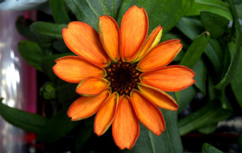 The First Flower Grown in Space is an Edible Orange Zinnia