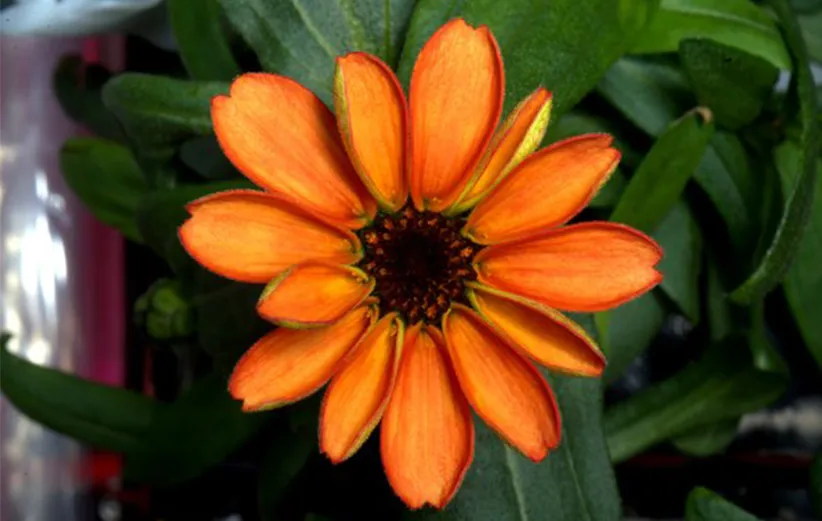 ISS-Flower-3