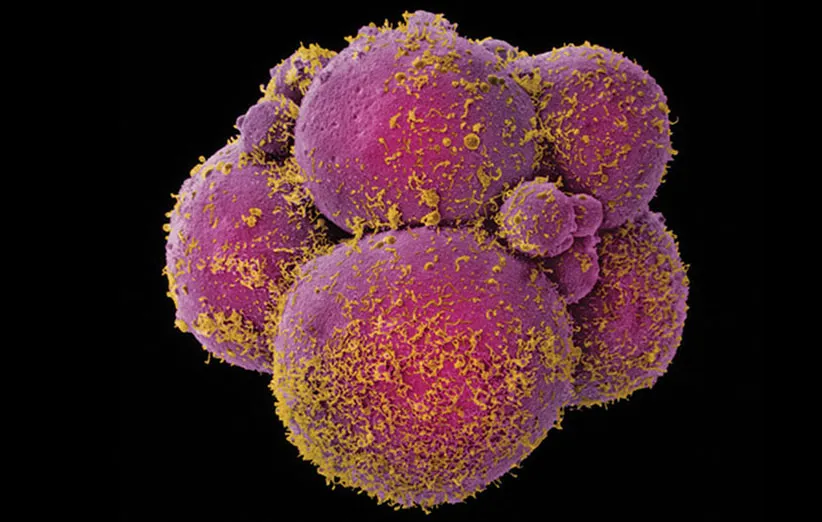 020116_ti_gene-editing-embryo