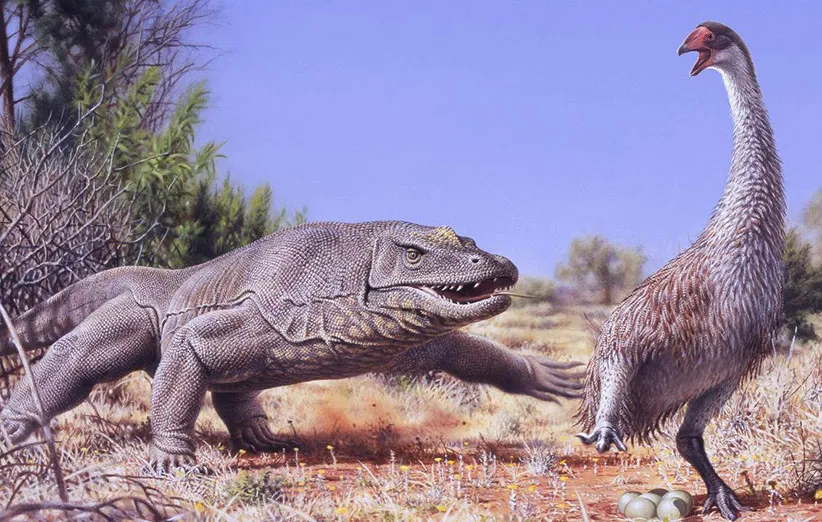 3MegalaniaGenyornisrevisedPT300dpi20X1275cm-1