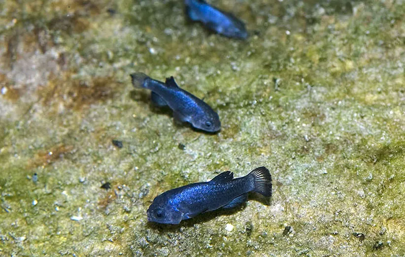 Devils_Hole_pupfish4