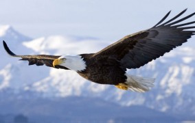 Eagles are being trained to take out illegal drones