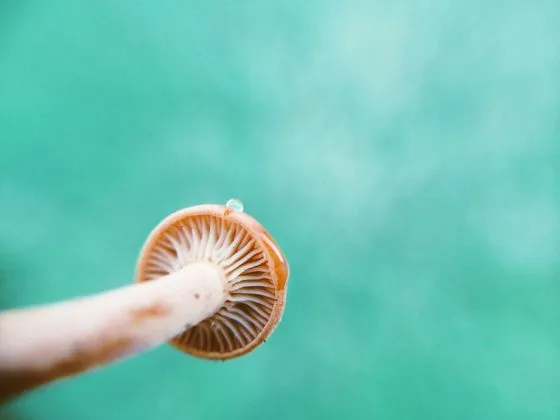 ژانرهای عکاسی موبایل - عکاسی ماکرو