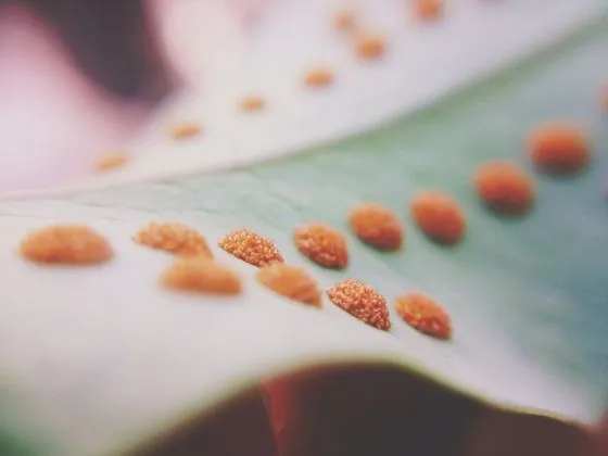 ژانرهای عکاسی موبایل - عکاسی ماکرو